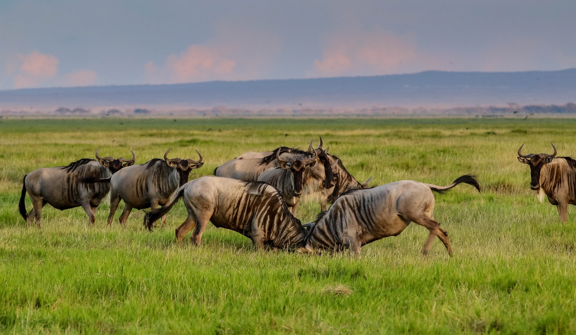 6 Days Tanzania Safari
