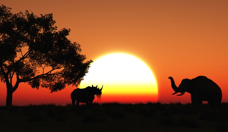 Honeymoon Safari