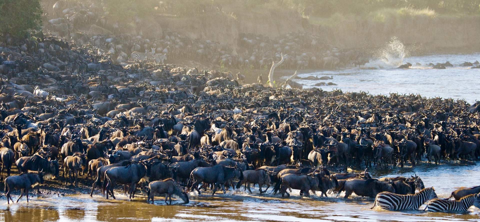 Great Migration Safari