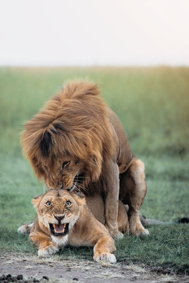 Couple Tour in Tanzania