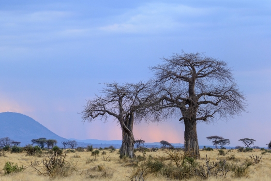 5 Days Ruaha Safari