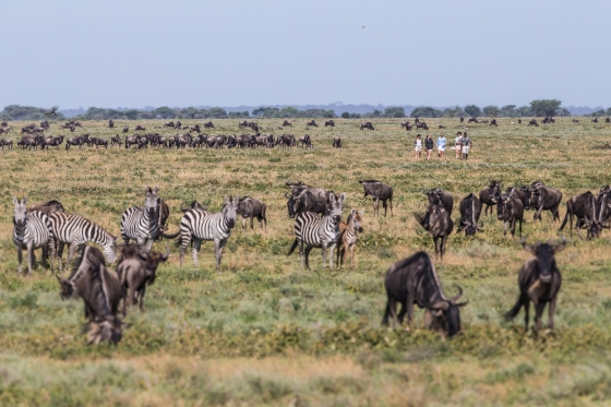 Wildebeest Migration