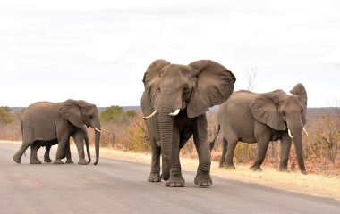 elephants (2)